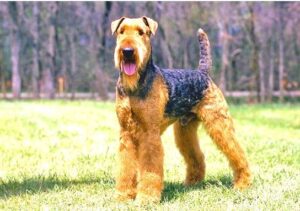Airedale Terrier rescue