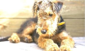 Airedale Terrier size
