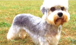 Dandie Dinmont Terrier cost