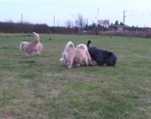 Glen of Imaal Terrier puppies