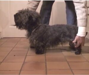 Glen of Imaal Terrier breeders