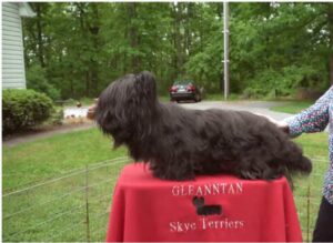 Skye Terrier rescue