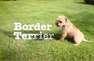 Border Terrier puppy