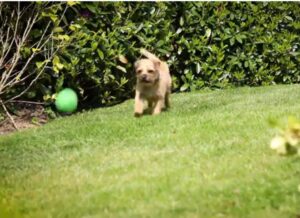 Border Terrier temperament