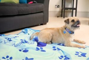 Border Terrier mix