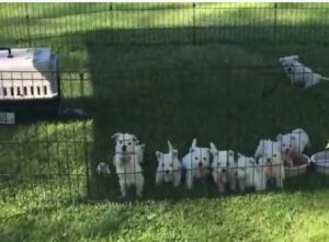 Highland White Terrier price