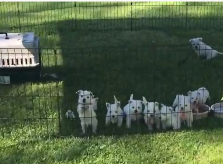 Highland White Terrier price