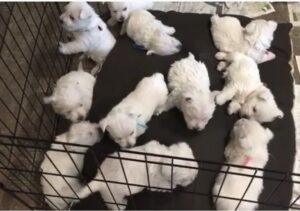 Highland White Terrier rescue