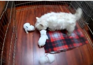 Highland White Terrier for sale