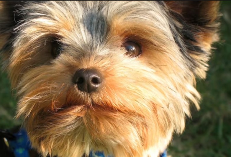 Adorable Yorkshire Terrier names