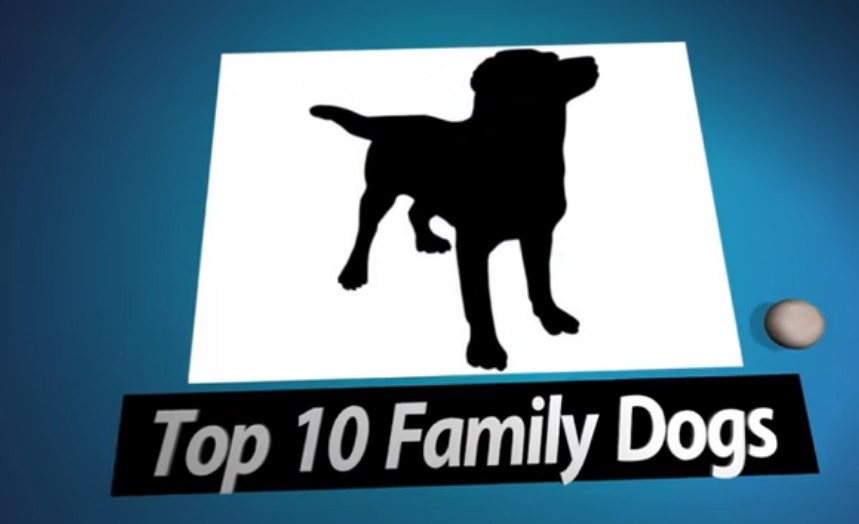 The best dog breeds for the family MegaMascotas