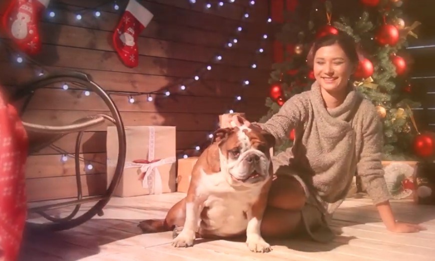 wrinkled dogs called