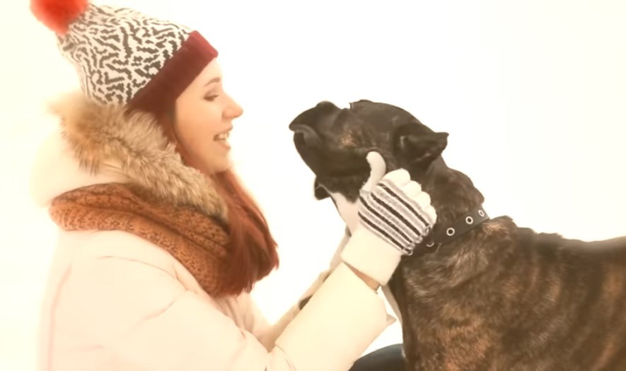dog breeds medium small