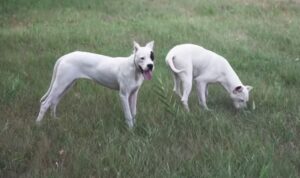 Dogo dog training