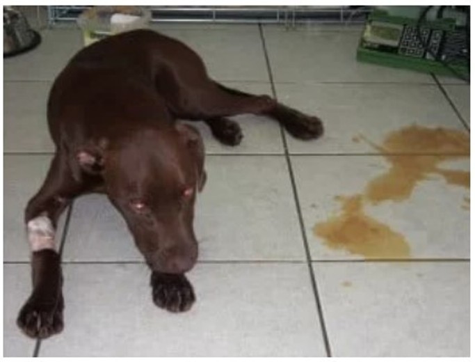 Dog Has Diarrhea for a week