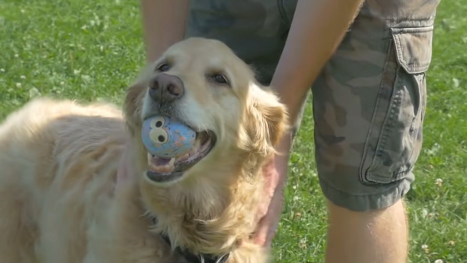 Golden dog laxante