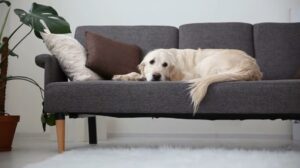 Golden dog repelente
