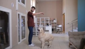 Golden dog entrenador