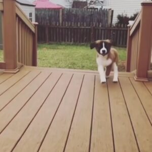 St Bernard temperament