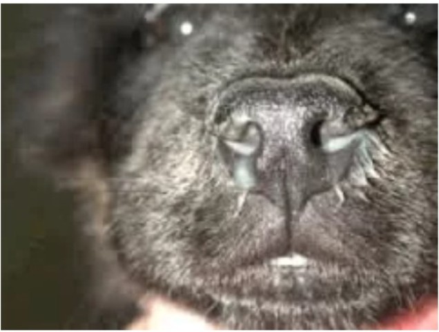 Distemper en perros
