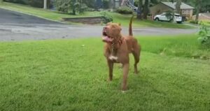 Pit Bull Dog blue