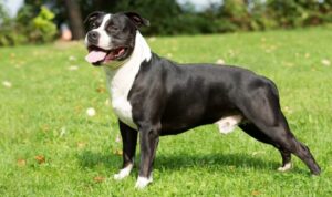 Pit Bull Dog price
