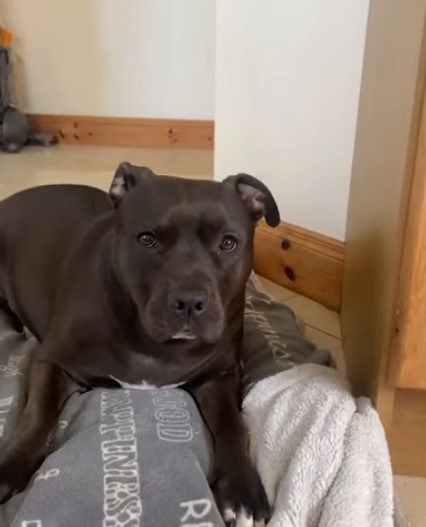 Pit Bull Dog baby