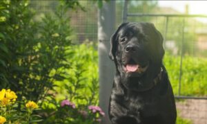 Labrador dog price