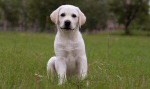 Labrador dog photos