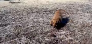 Mini Mouser Dog
