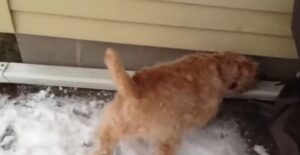 Mouser Dog breeds