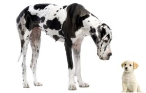 Great Dane madison