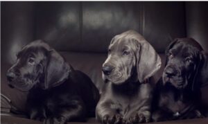 Great Dane puppies