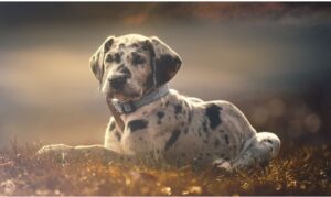 Great Dane lifespan