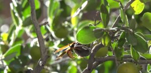Dangerous Insects in india