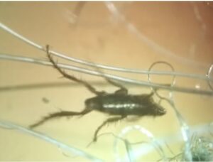 Dangerous Insects in australia