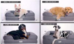 Dog Beds for humans
