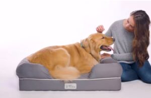 Dog Beds amazon