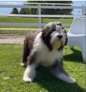 Bearded Collie caracteristicas