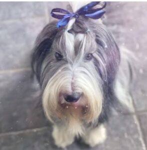 Bearded Collie puppies españa