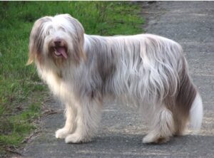 Bearded Collie puppies
