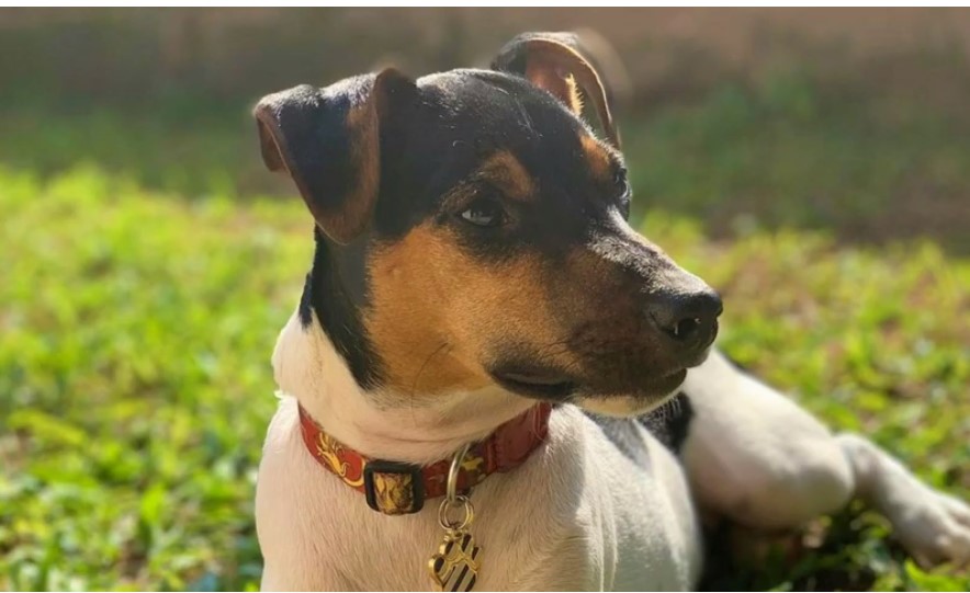 Brazilian Terrier for sale
