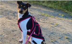 Brazilian Terrier mix