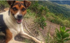 Brazilian Terrier beagle