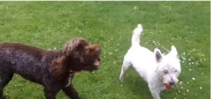 Westy Dog for sale
