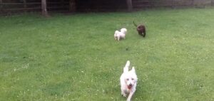 Westy Dog puppy