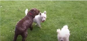 Westy Dog temperament