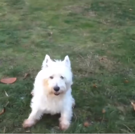 Westy Dog breeds