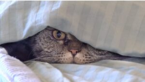 Cat Home Alone for a week