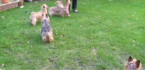 Australian Terrier for sale